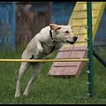 Pokaz Agility - Olsztyn 2007 Wystawa Psów