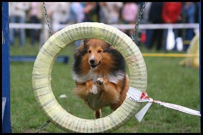 Pokaz Agility - Olsztyn 2007 Wystawa Psów