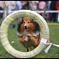 Pokaz Agility - Olsztyn 2007 Wystawa Psów