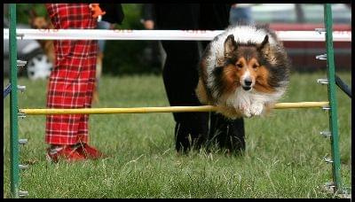 Pokaz Agility - Olsztyn 2007 Wystawa Psów