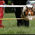 Pokaz Agility - Olsztyn 2007 Wystawa Psów