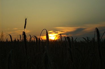 zachód2 #łaka #ZachódSłońca #przyroda #widoki