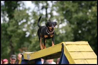 Pokaz Agility - Olsztyn 2007 Wystawa Psów