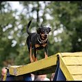 Pokaz Agility - Olsztyn 2007 Wystawa Psów