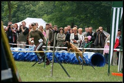 Pokaz Agility - Olsztyn 2007 Wystawa Psów