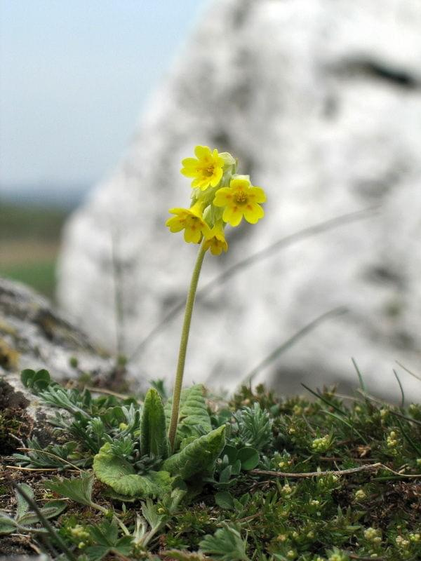 Pierwiosnek lekarski (Primula veris) #przyroda