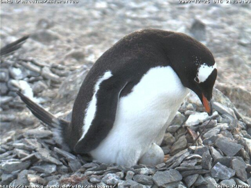 pingwiny #PtakiNielotyPingwiny