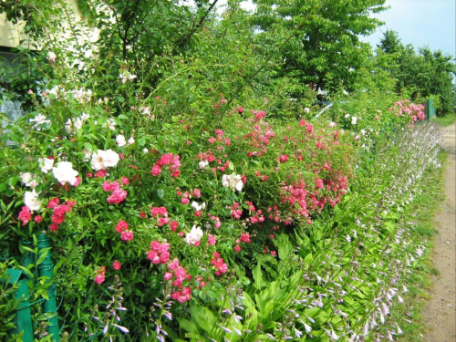 Moja Działka #róże #liliowce #hortensje #clematisy #działka #kwiaty