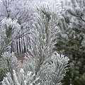 #zima #drzewo #sosna