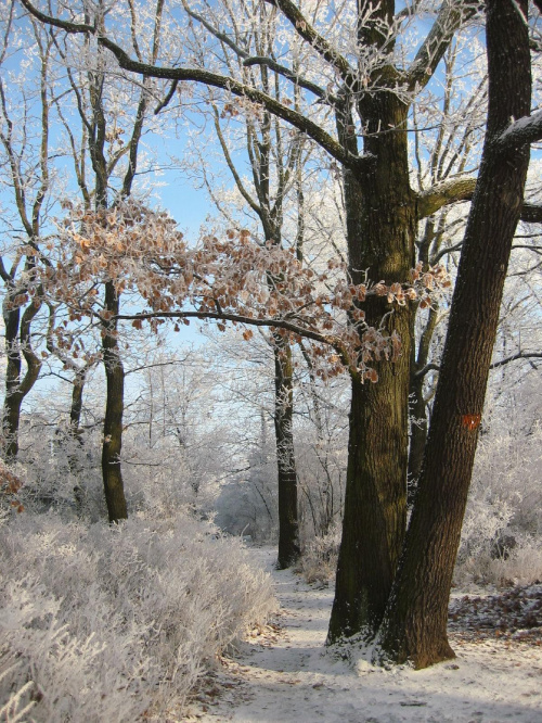 #zima #park #Łódź