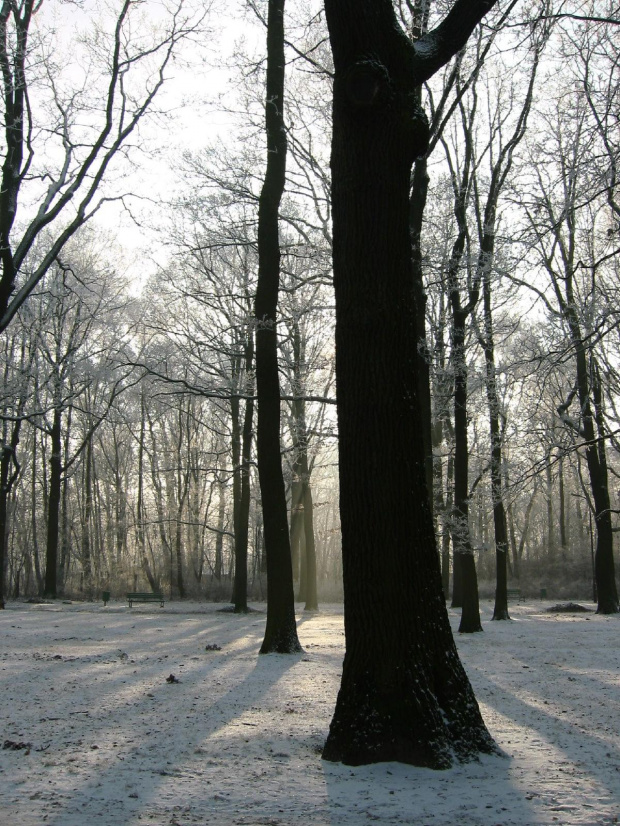 #zima #park #Łódź