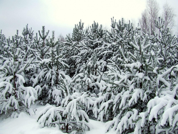 Zima luty 2007 r. #DodajTagiDoZdjęcia #drzewa #czapy #zima