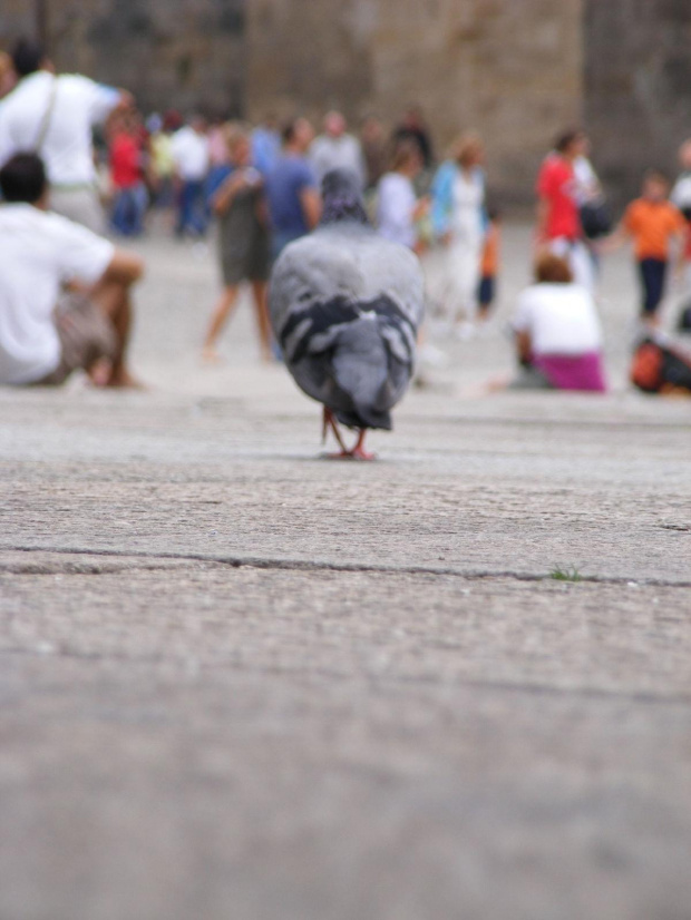 Droga do Santiago de Compostela