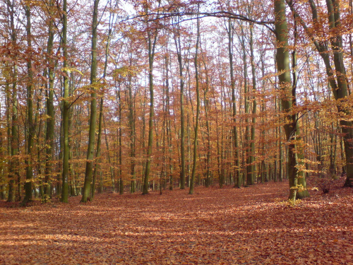Jesień w lesie - okolica za j. miejskim od strony Rataj - 5 dróg #CHODZIEŻ