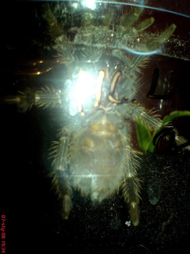 lasio p L8/l9 #Lasiodora