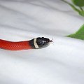 Lampropeltis triangulum sinaloae