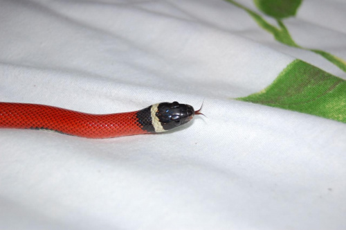 Lampropeltis triangulum sinaloae