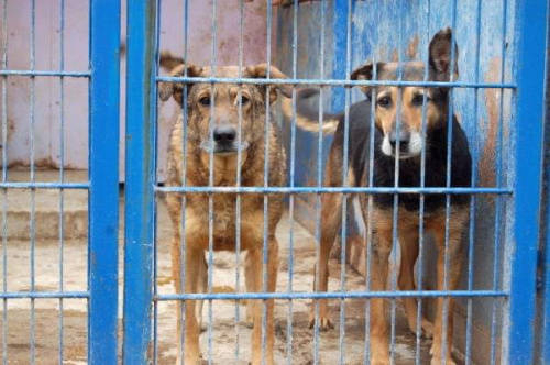 Agro poznał co to ból i prawdziwy głód.
Ten duży pies otrzymał wiele cierpień z ręki człowieka. W schronisku czeka na nowy dom już od 09.05.2005r. Jego nr ewiedencyjny to 1396 #psy #pies #AGRO