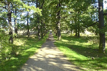 Ładna i kolorowa ścieżka :) #ścieżka #las #park #łąka #zieleń #lato #wiosna #piękna