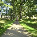 Ładna i kolorowa ścieżka :) #ścieżka #las #park #łąka #zieleń #lato #wiosna #piękna