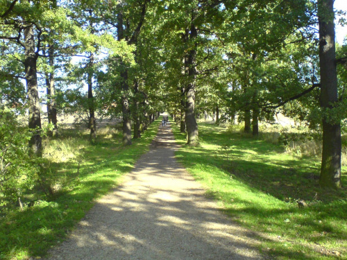 Ładna i kolorowa ścieżka :) #ścieżka #las #park #łąka #zieleń #lato #wiosna #piękna
