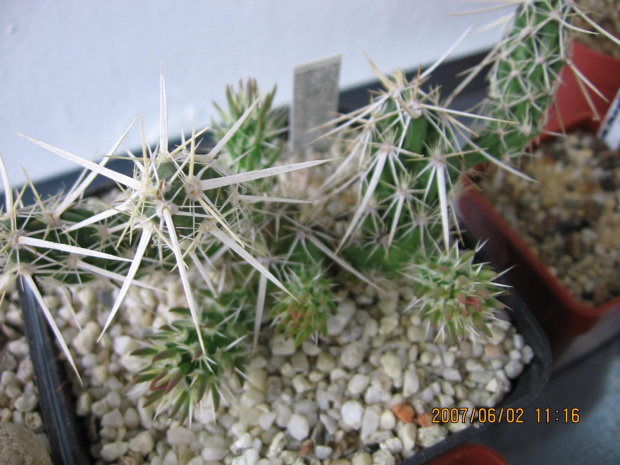 Corynopuntia invicta