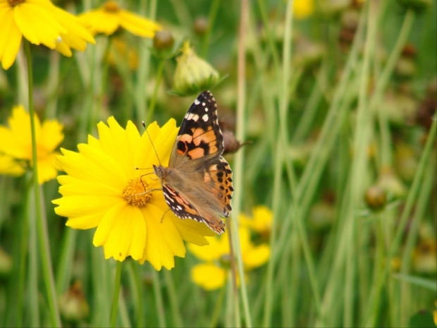 rusałka osetnik #motyle #motyl