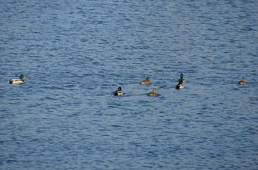 #Rower #wycieczka #Rudy #CysterskiParkKrajobrazowyRybnik