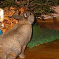 Fuksia - mój króliczek #królik