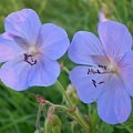 46. Bodziszek łąkowy - Geranium pratense . Data : 05.08.2007. Miejsce : w miejscu nieczynnych , rozebranych torów kolejowych . Miejscowość : Piaski Wielkopolskie