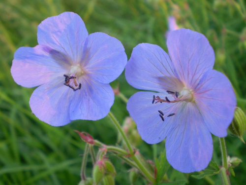 46. Bodziszek łąkowy - Geranium pratense . Data : 05.08.2007. Miejsce : w miejscu nieczynnych , rozebranych torów kolejowych . Miejscowość : Piaski Wielkopolskie