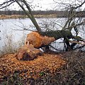 rz.Narew