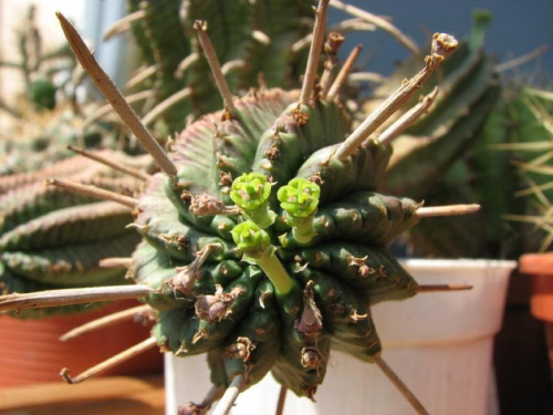 Euphorbia