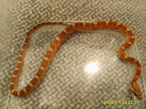 Wąż zbożowy MONTLEY