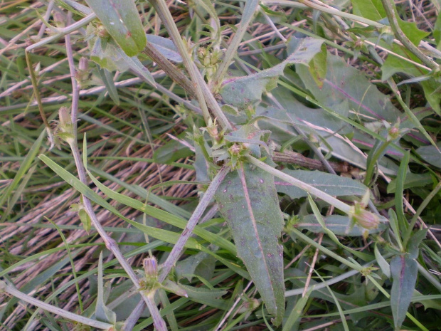 51b. Cykoria podróżnik - Cichorium intybus . Data : 05.08.2007. Miejsce : łąka . Miejscowość : Piaski Wielkopolskie .