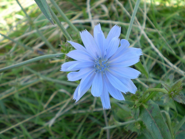 51. Cykoria podróżnik - Cichorium intybus . Data : 05.08.2007. Miejsce : łąka . Miejscowość : Piaski Wielkopolskie .