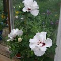 Hibiskus Speciosus.