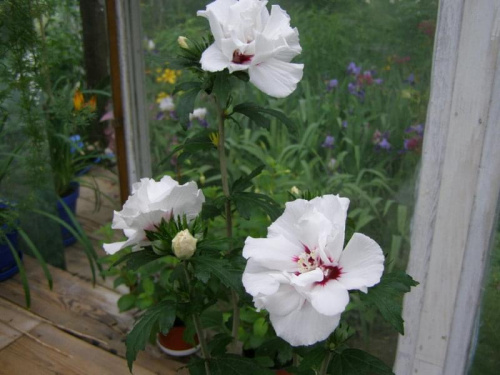 Hibiskus Speciosus.