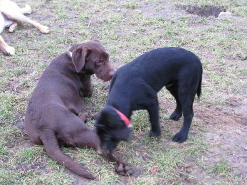 Hexa, Max i Hojrak #Labrador