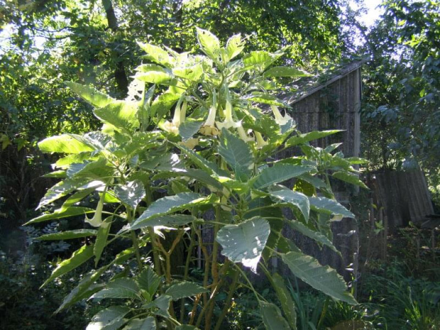 Datura/ Bieluń.