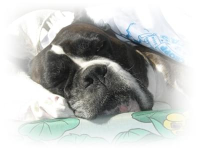 śpiąca królewna #bokser #pies