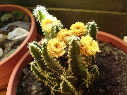 "Co przyjdzie kaktusowi z tłumaczenia wszystkim, że w środku jest miękki..." #Kaktus #kwiaty #natura