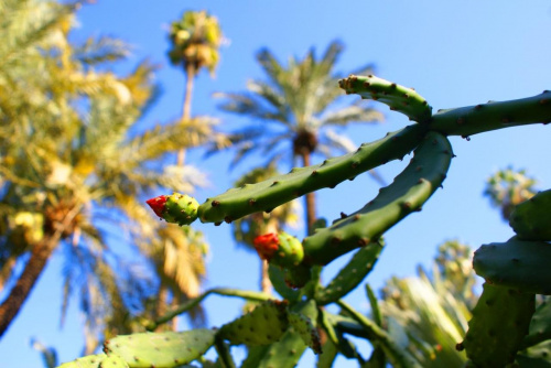 Marrakesz - Jardin Majorelle