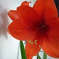 amarylis "Orange Souvereign" #amarylis