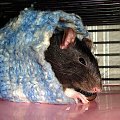 Zuzia w tunelu z rękawa ;)) #SzczurSzczurekSzczurySzczurki