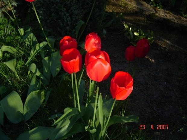 tulipany