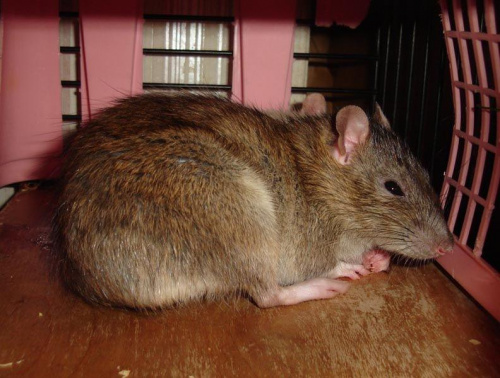 Marie w domku #szczur #szczurek #szczury #szczurki