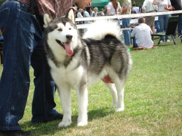 ALASKAN MALAMUTE - reproduktor, Hurricane Appalachian