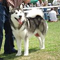 ALASKAN MALAMUTE - reproduktor, Hurricane Appalachian