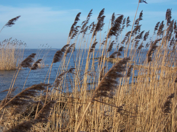 Tańczące na wietrze ... ;) #plaża #morze #drzewa